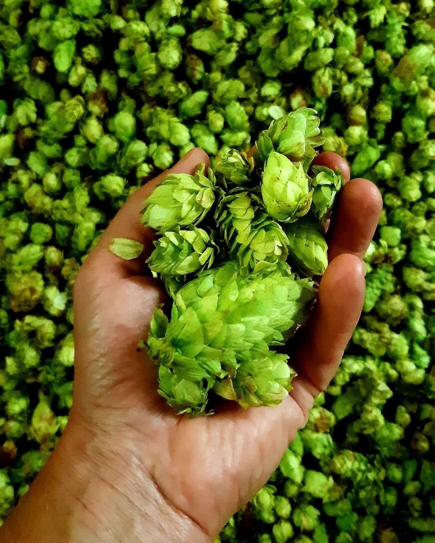 Portes ouvertes de la houblonnière et dégustation