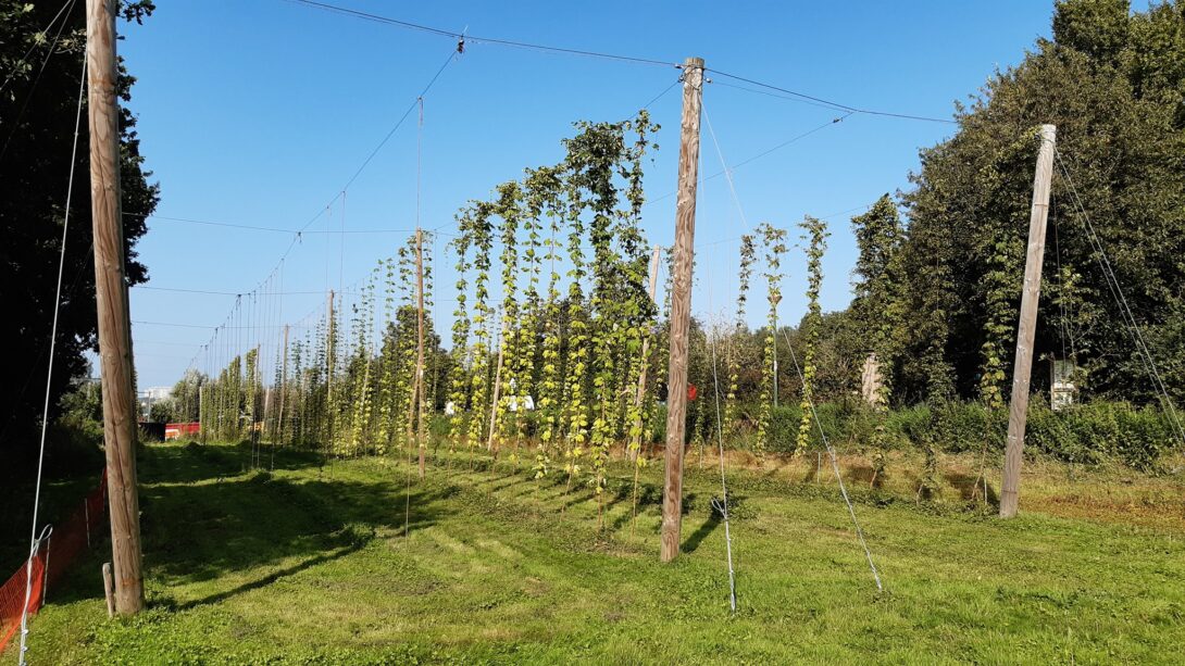 Portes ouvertes de la houblonnière et dégustation