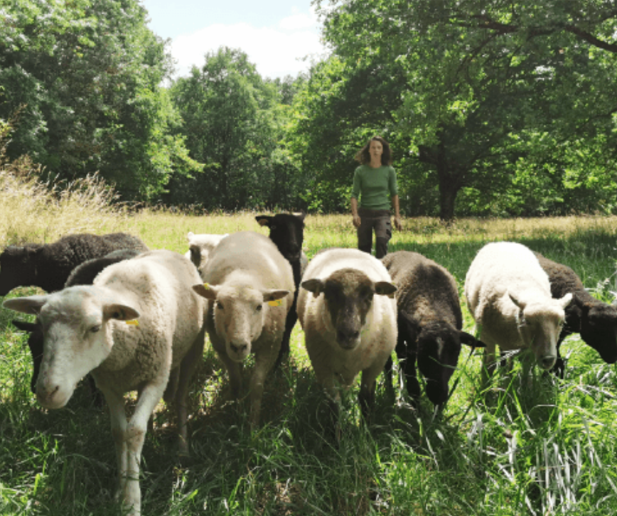 Démonstration de tonte des moutons et tri de la laine