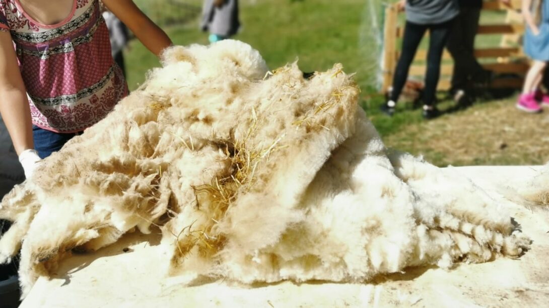 Démonstration de tonte des moutons et tri de la laine