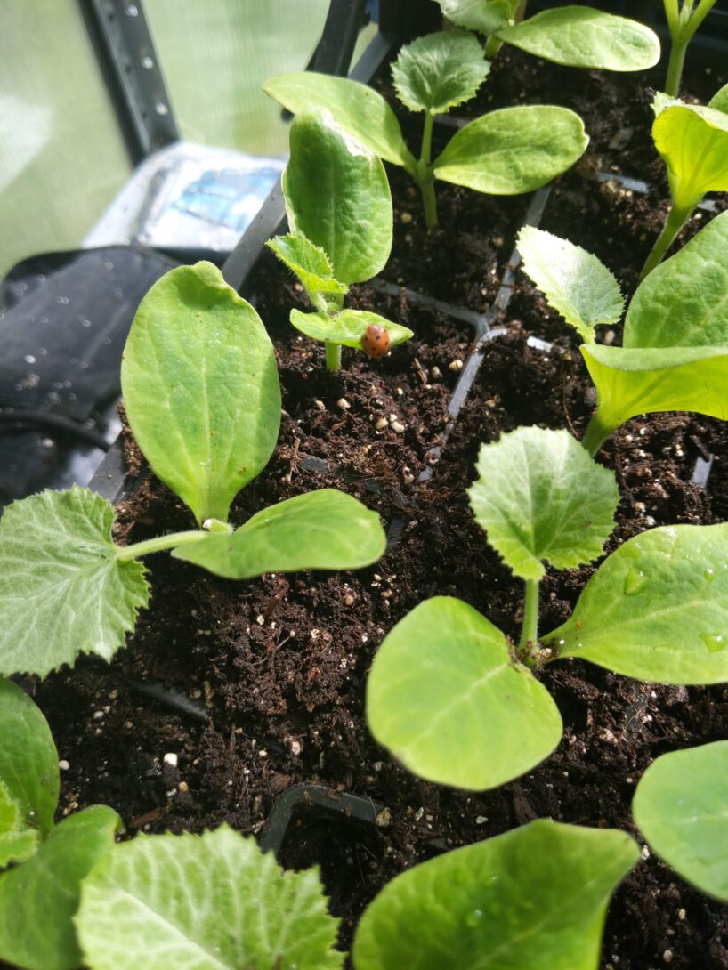 Vente de plants de légumes et aromatiques biologiques de la ferme du Chapeau de Paille