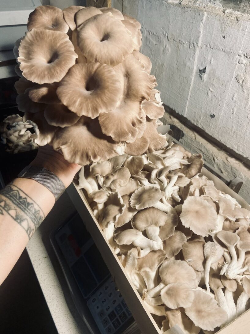 Visite du Blockhaus la Champignonne 🍄