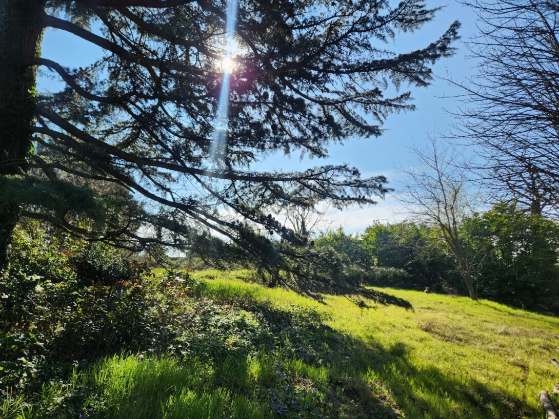 Cueillette botanique au Castel et confection d&rsquo;une alcoolature : Synergie circulatoire aux 7 plantes
