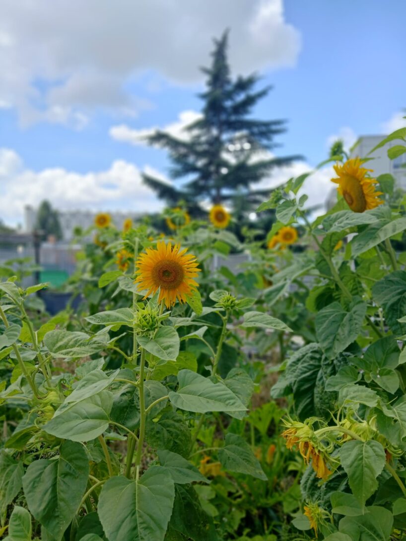 Visite et jardinage sur le toit du collège Pailleron