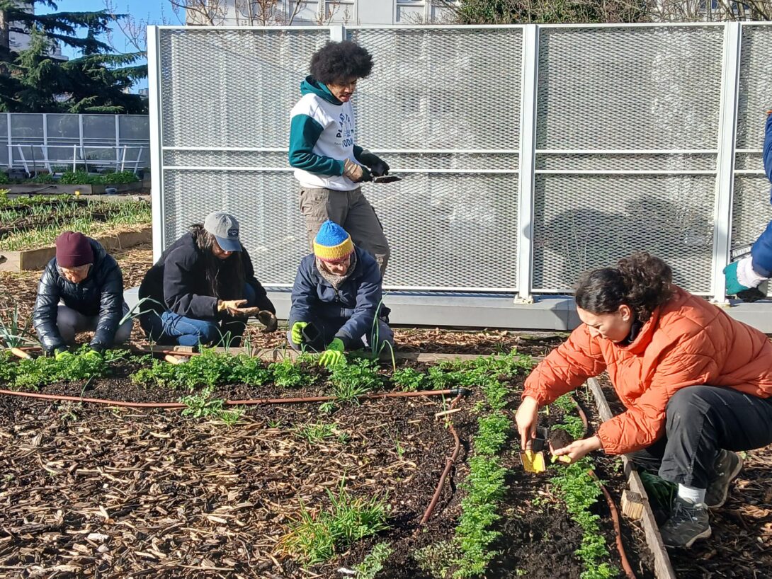 Visite et jardinage sur le toit du collège Pailleron