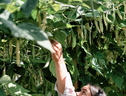 25/04/26 Atelier de Canopée : Tout sur le haricot ‘Orteil du Prêcheur’