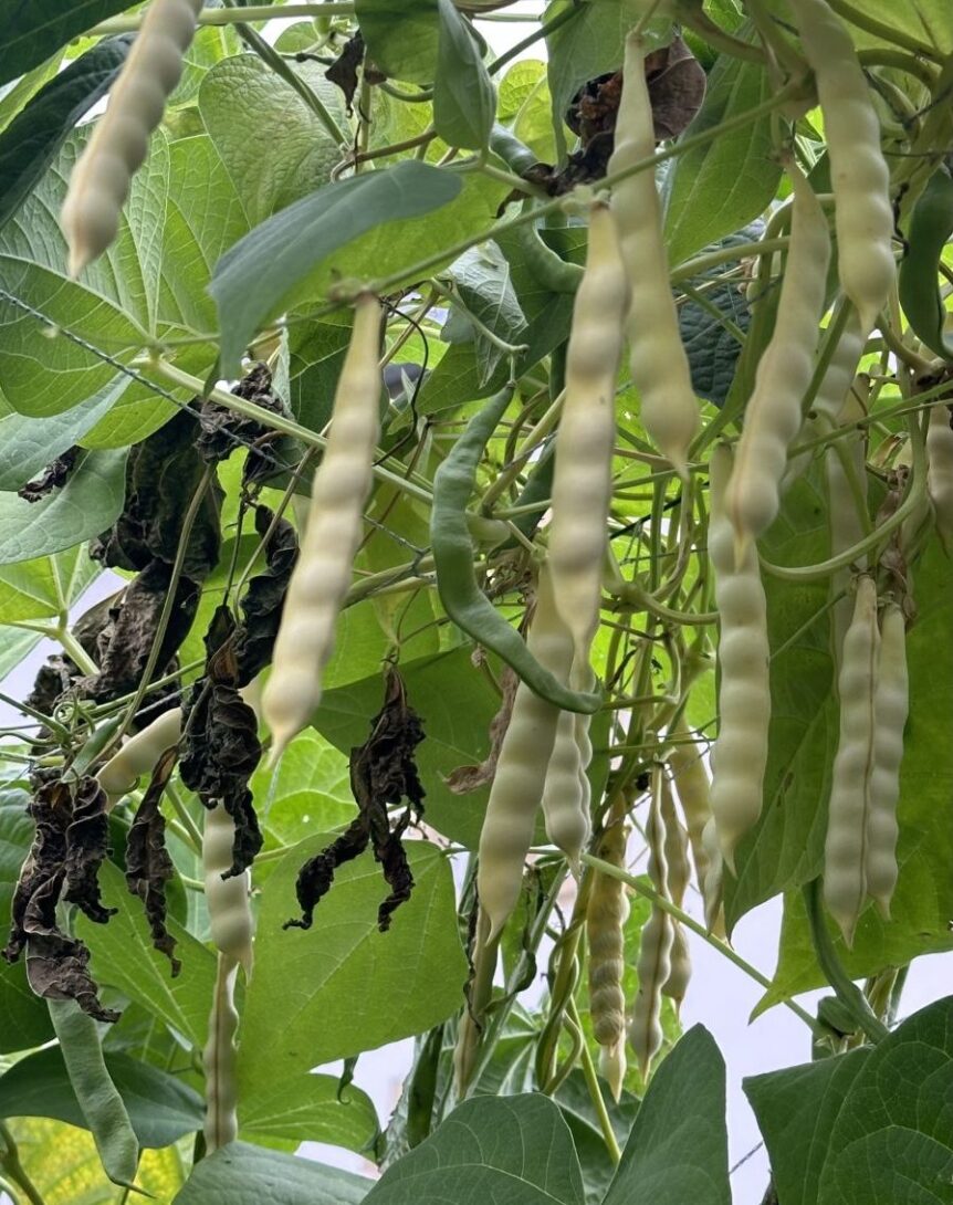 25/04/26 Atelier de Canopée : Tout sur le haricot ‘Orteil du Prêcheur’