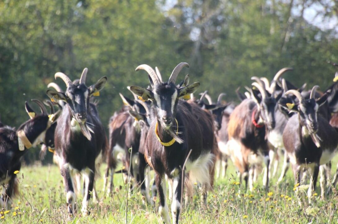 Découverte de la Ferme du Chant du Bois (Marçay)
