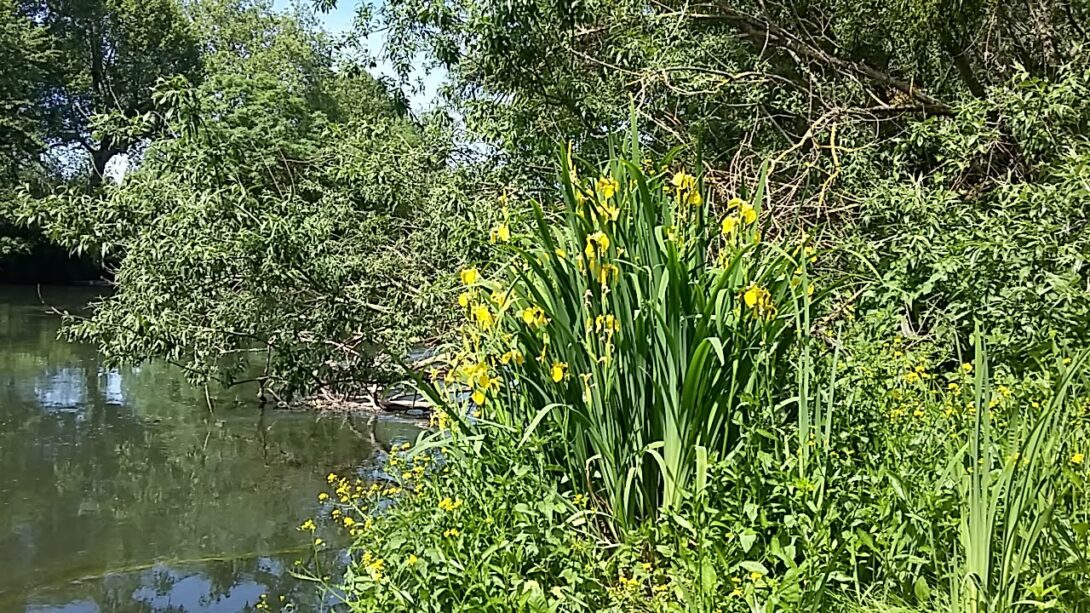 Promenade botanique à la Robertsau / Doernel