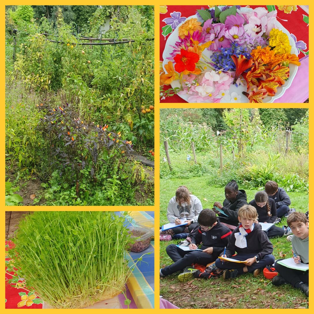 Exposition au Jardin « Îlot Merveilles »