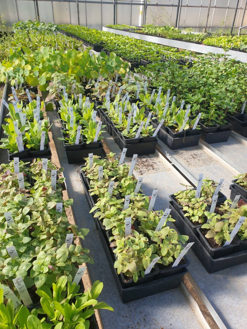 Portes ouvertes – Serre En Mouvement