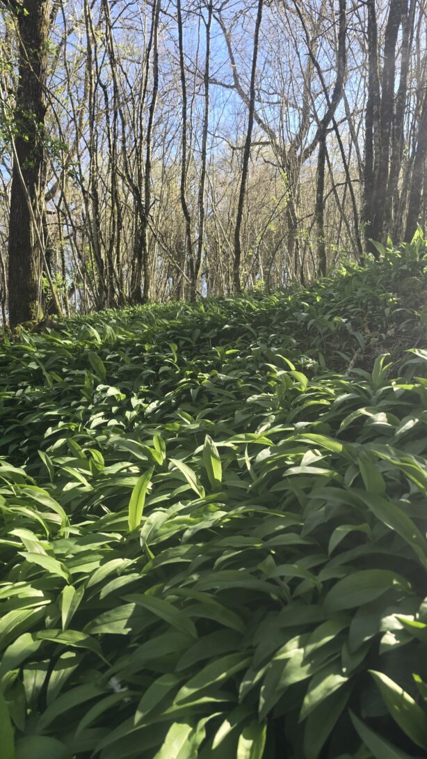 Cuisine des plantes sauvages et cultivées