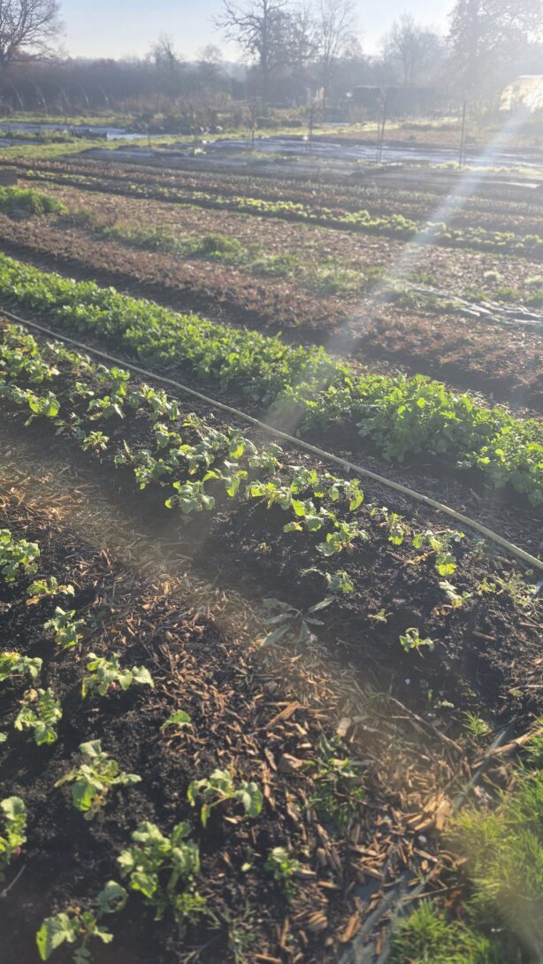 Cuisine des plantes sauvages et cultivées