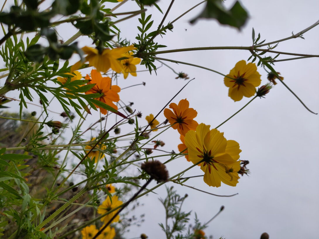 Semis d’une prairie de plantes tinctoriales