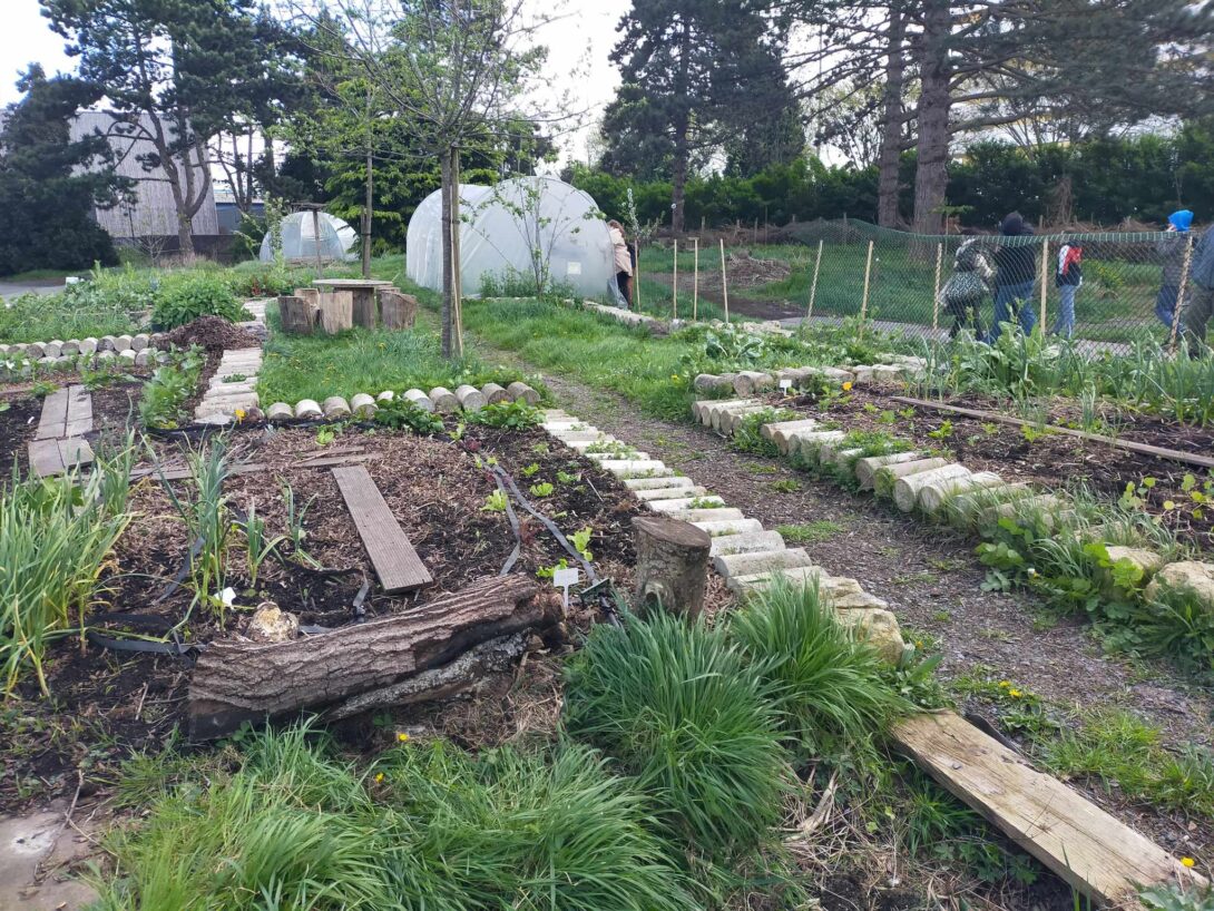 Semis d’une prairie de plantes tinctoriales