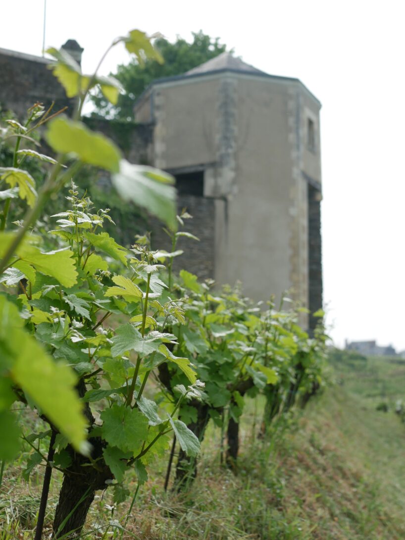 48h au Vigne du bon pasteur par l&rsquo;asso Vigne en Ville Angers