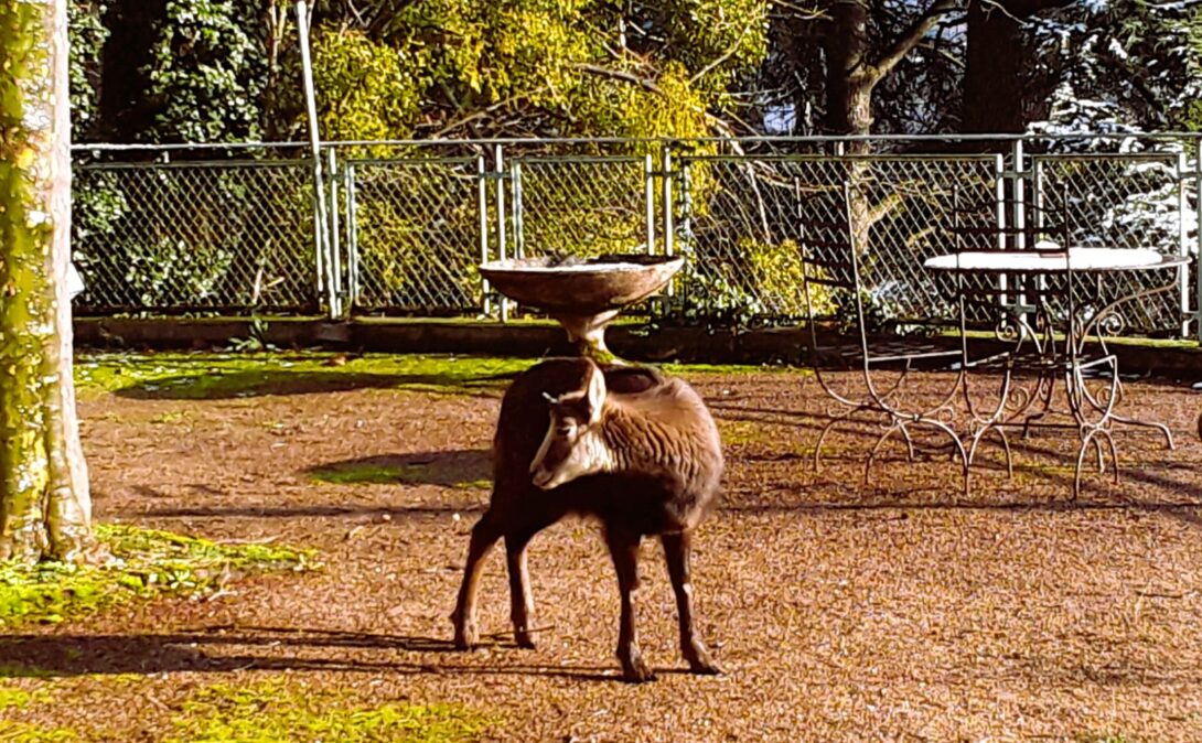 Les 48h de l&rsquo;agriculture urbaine sur les Chantiers Coopératifs du Castel à Rillieux-la-Pape