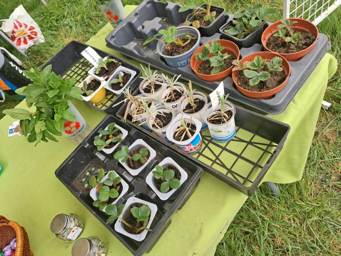 Journée portes ouvertes, troc plantes et sels aromatiques aux jardins partagés Plaine Terre