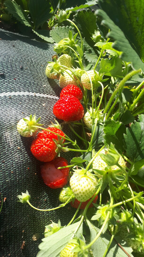 Verger de la Gaieté Fruitée (Nouaillé-Maupertuis)