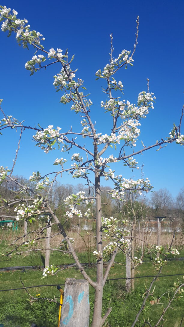 Verger de la Gaieté Fruitée (Nouaillé-Maupertuis)