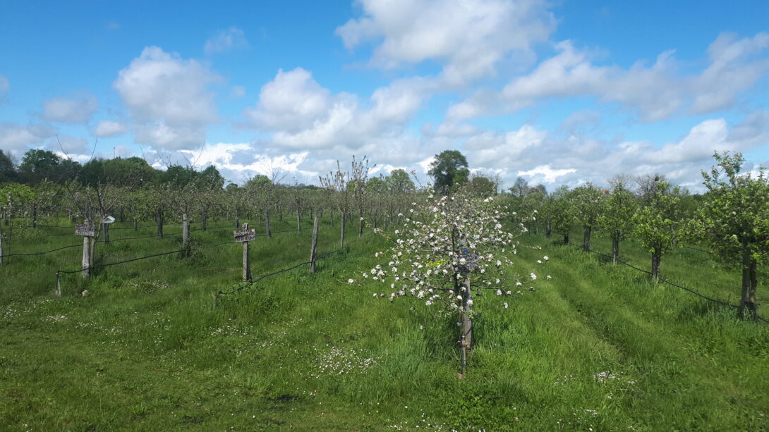 Verger de la Gaieté Fruitée (Nouaillé-Maupertuis)