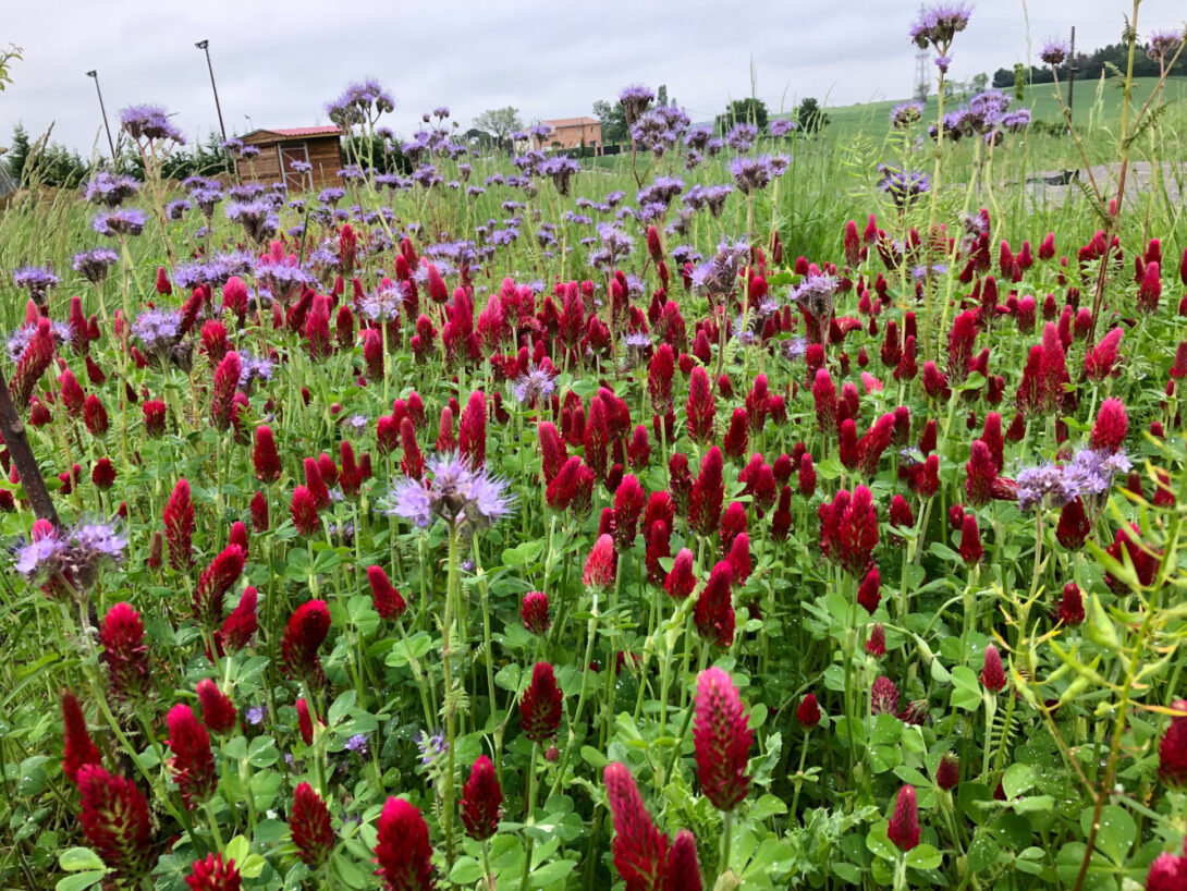 Venez rendre visite au Réveil des Potagers !