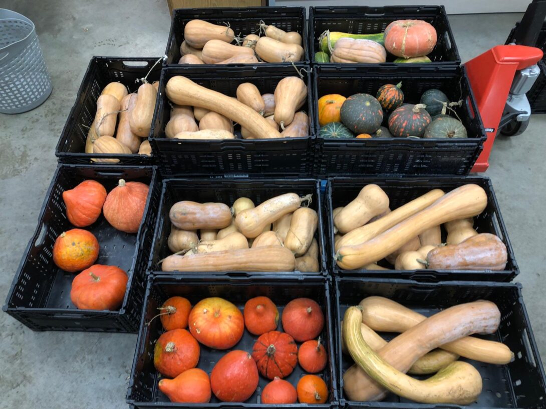 Venez rendre visite au Réveil des Potagers !