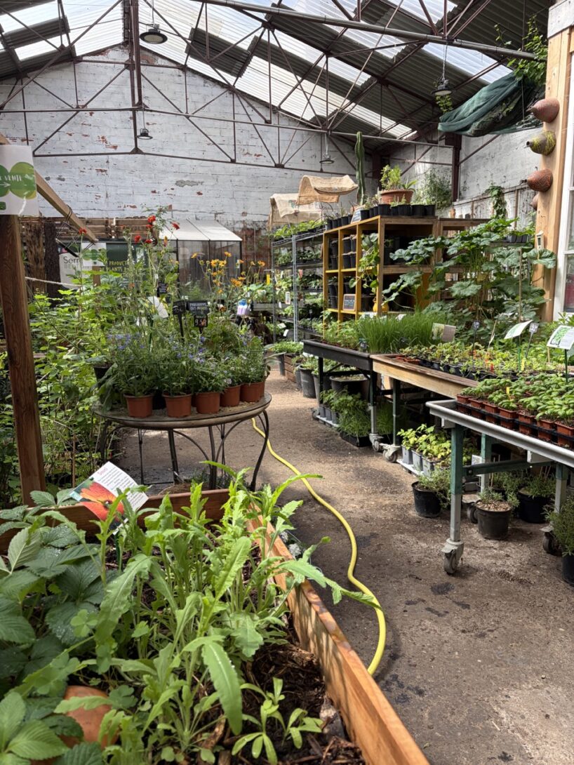 Vente de plants potagers – Producteur AB