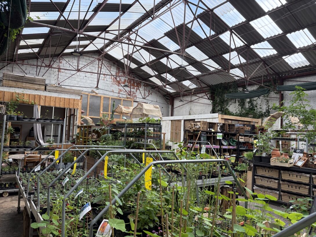 Vente de plants potagers – Producteur AB