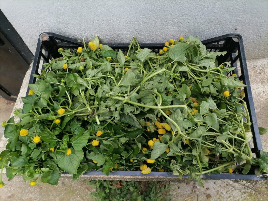 Bondy : Atelier jardinage/chantier participatif