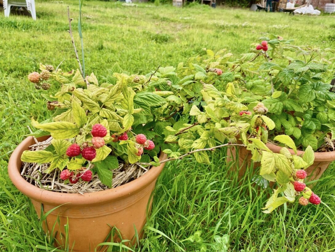 Aubervilliers : Venez découvrir l&rsquo;Agriculture Urbaine et Collaborative à la Cour Jardinée