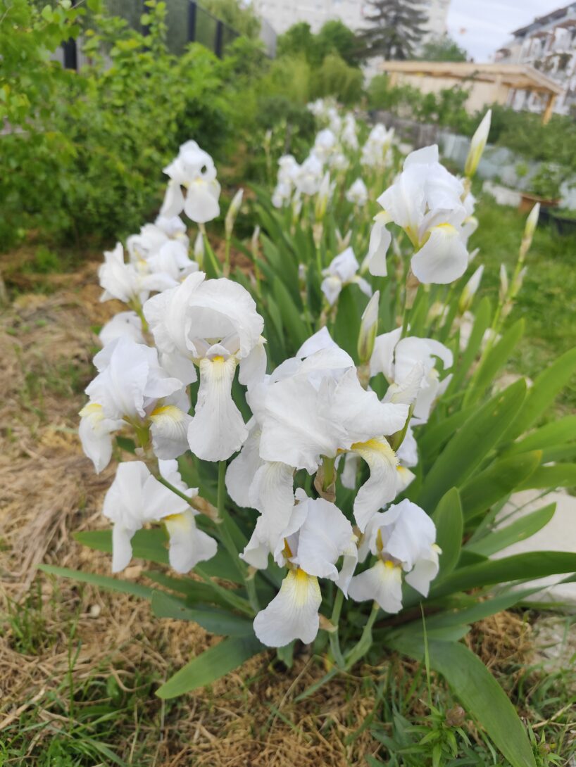 Aubervilliers : Venez découvrir l&rsquo;Agriculture Urbaine et Collaborative à la Cour Jardinée